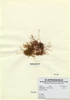 藏品(刺沙菜)的圖片